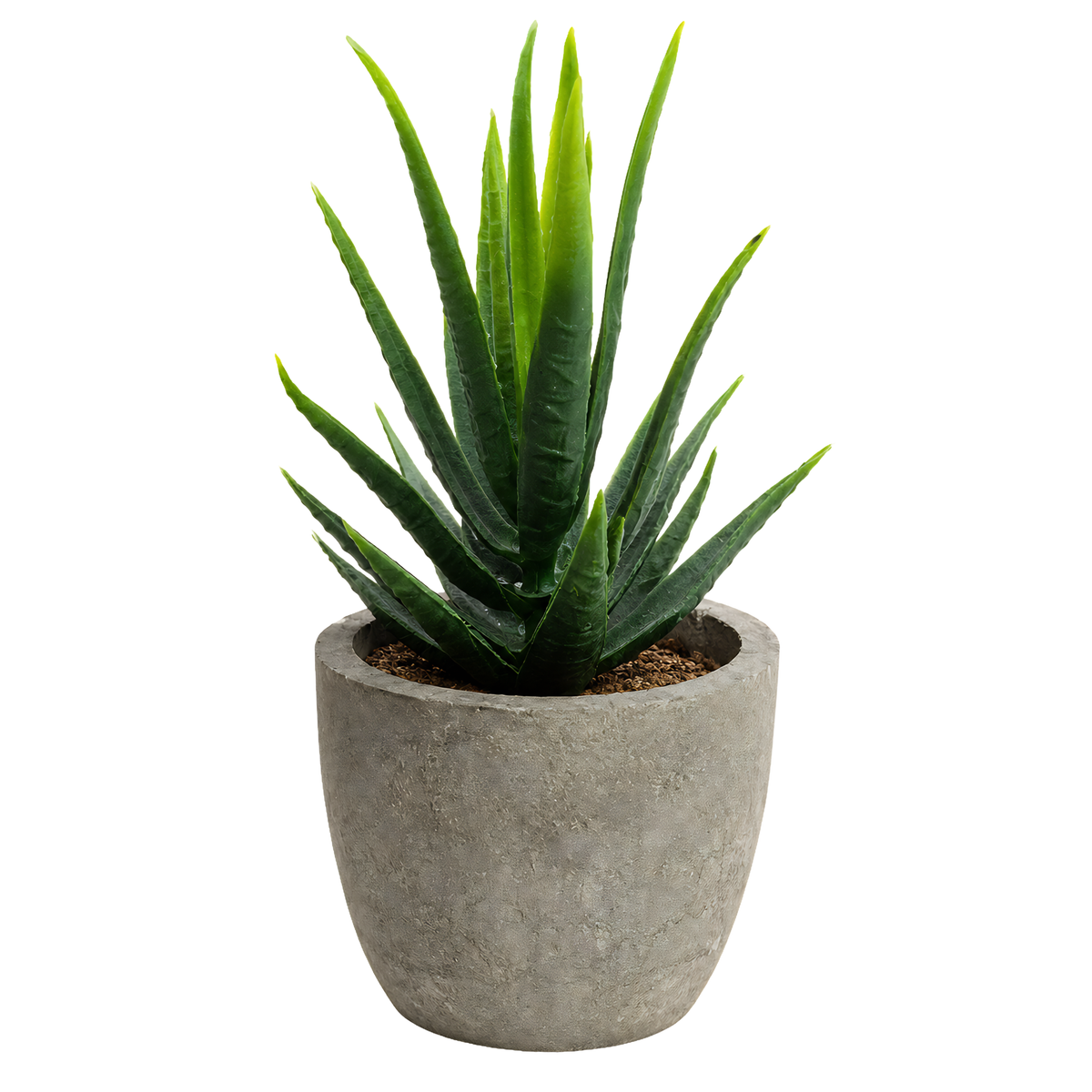 Plante