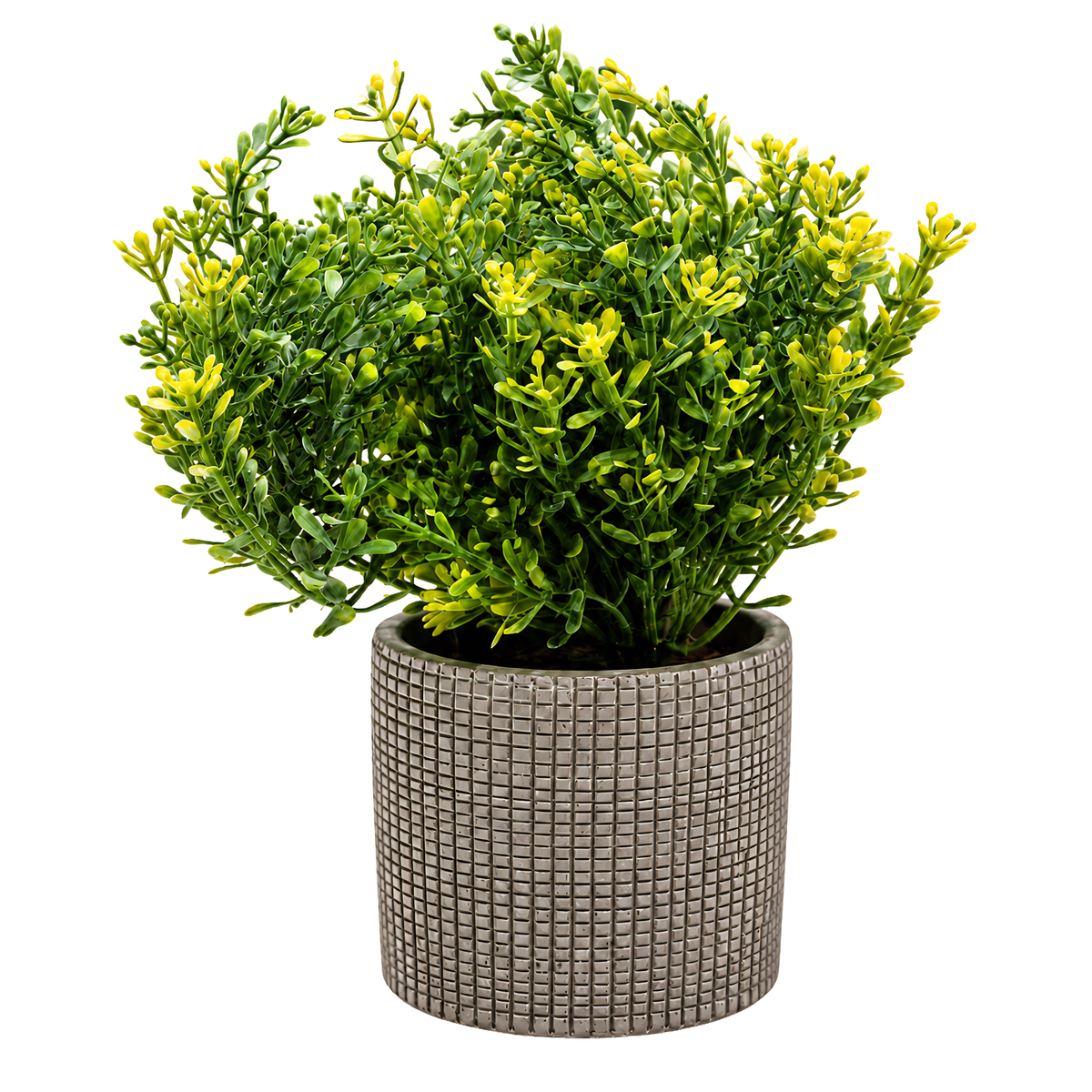 Plante