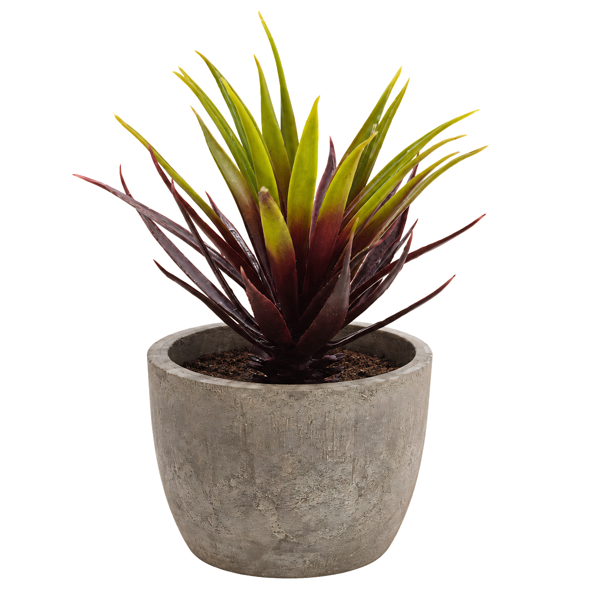 Plante