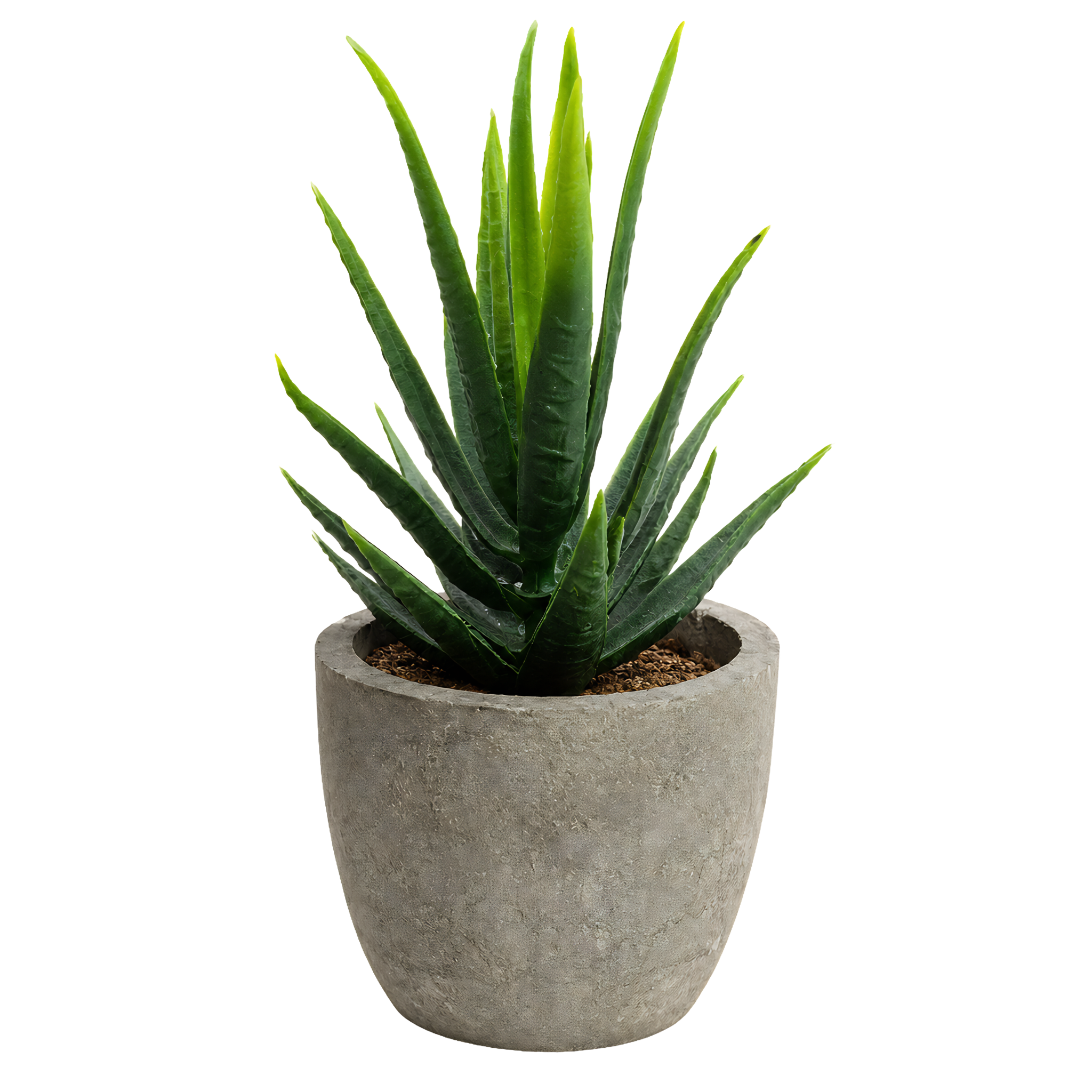 Plante