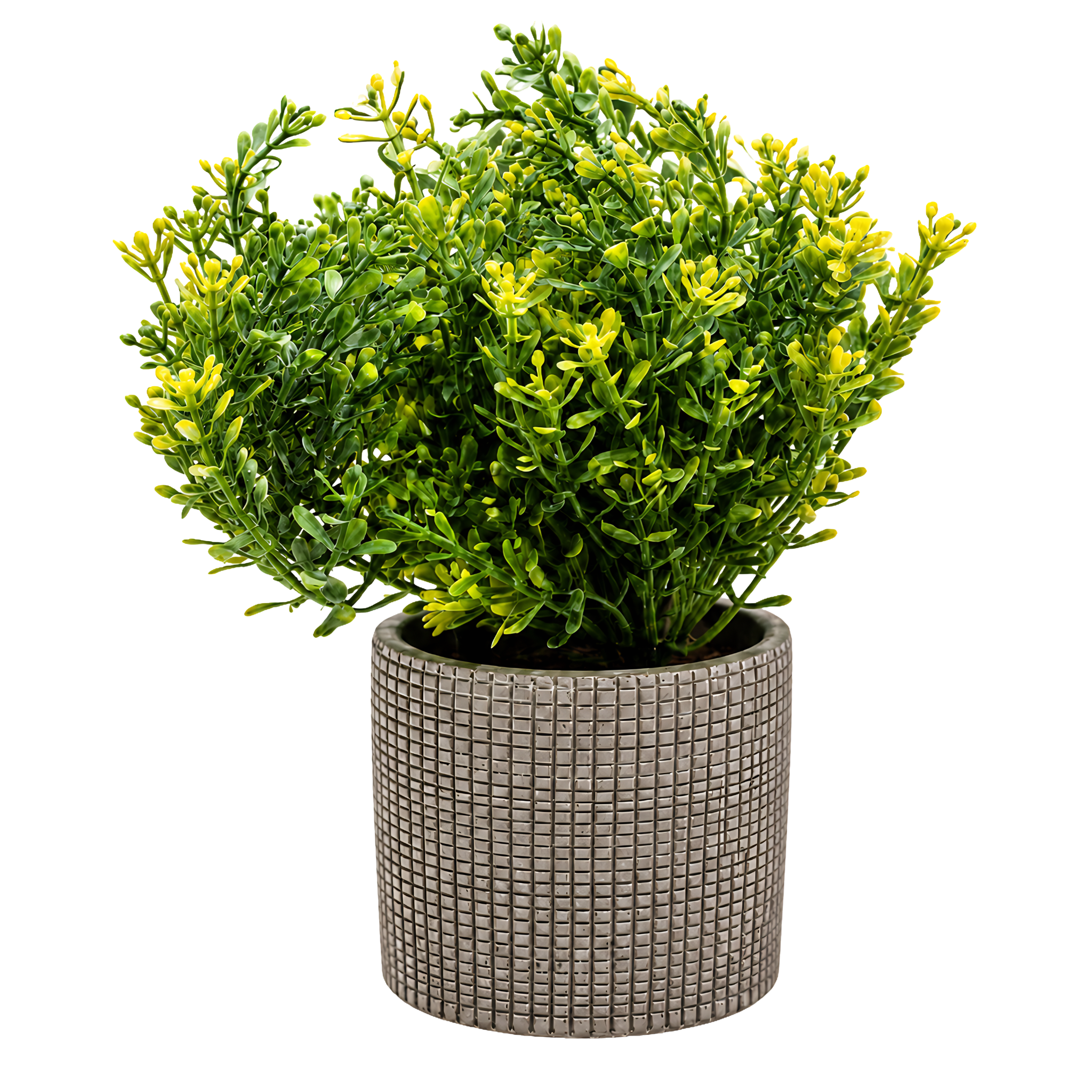 Plante