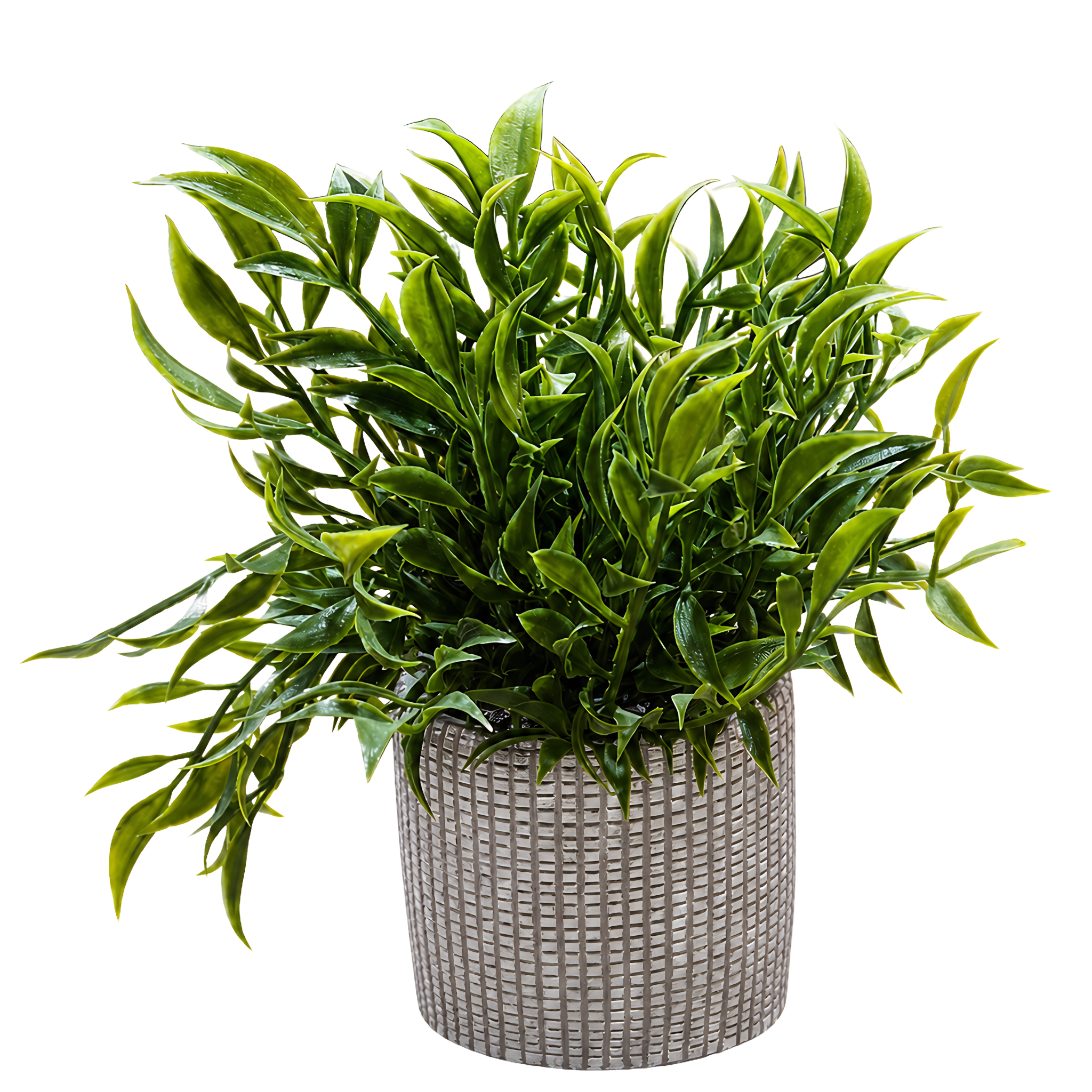 Plante
