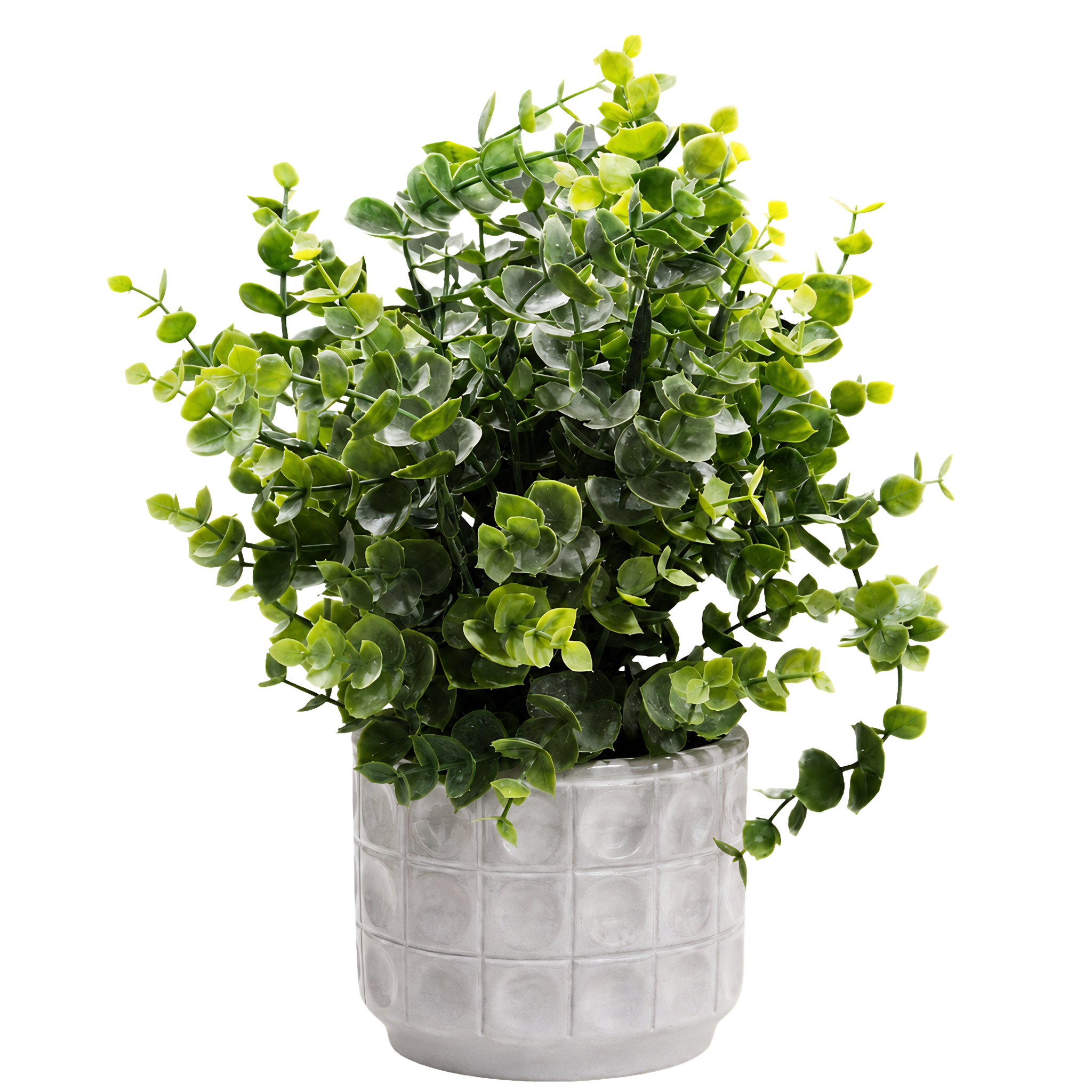 Plante
