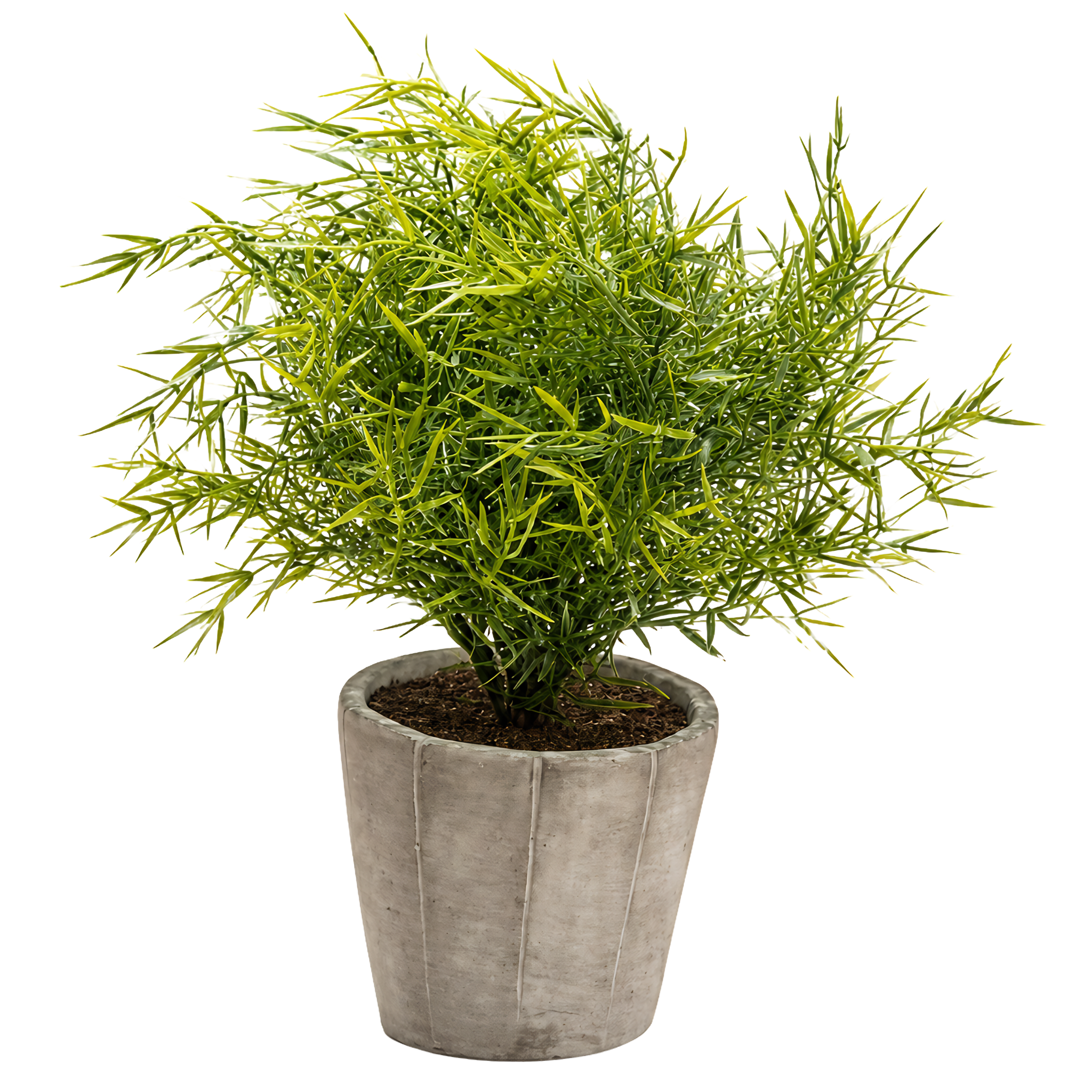 Plante