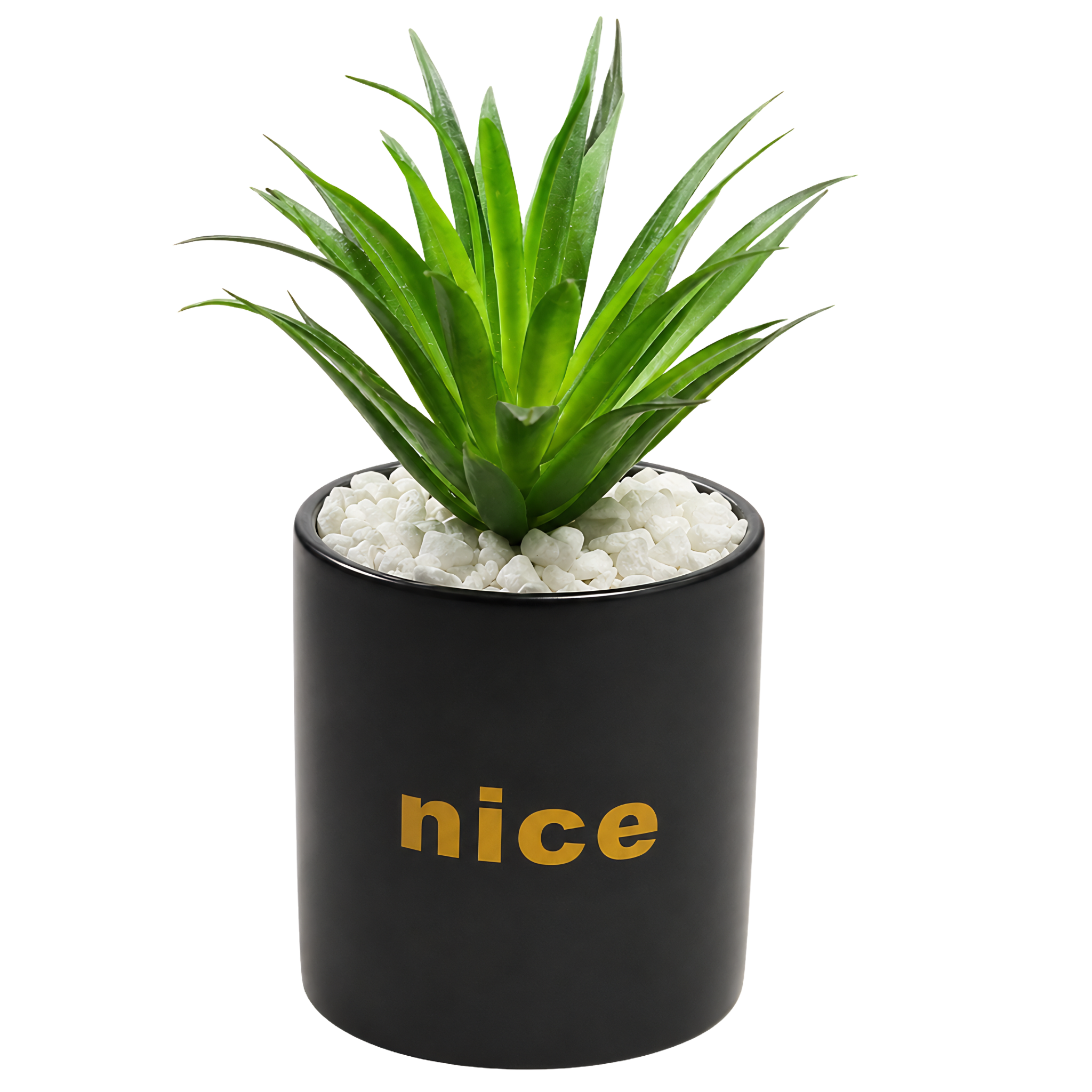 Plante Succulente Pot Noir "nice" Tunisie | Fiolla Home