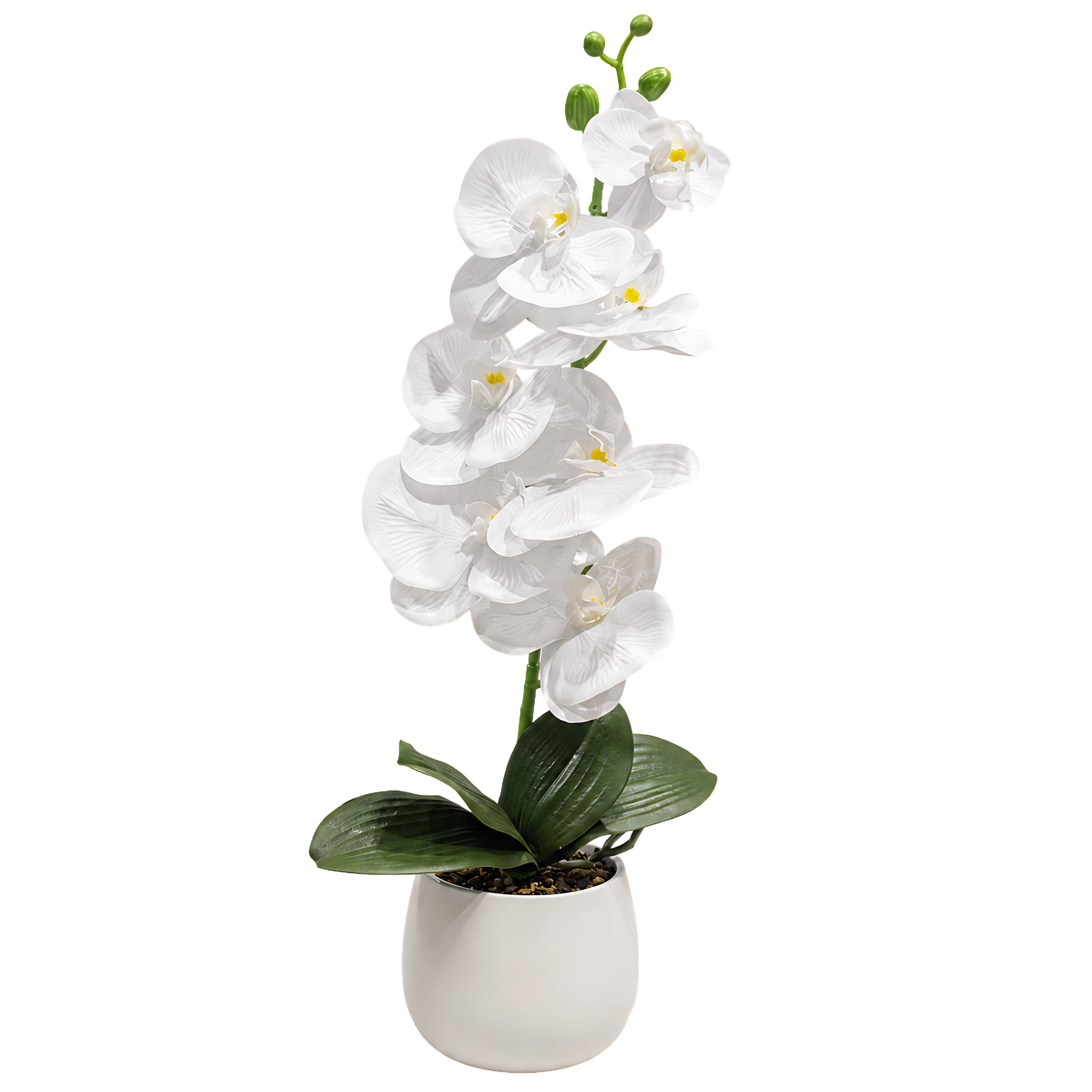 Orchidée Artificielle Pot Blanc Tunisie | Classique Abordable | Fiolla Home